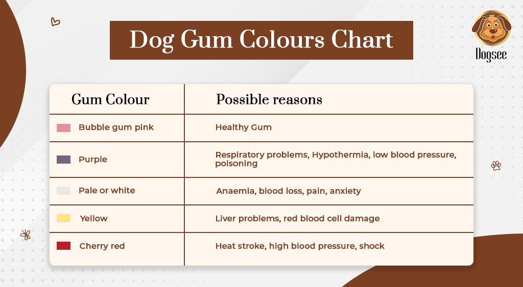 Dog Gum Colors Chart