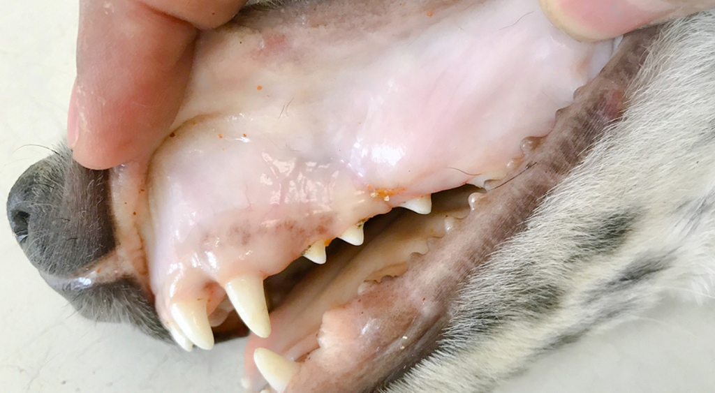 Dog Pale or White Gums