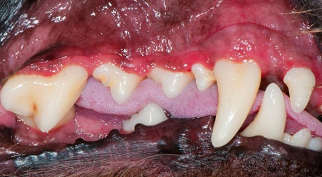 Dog Red or Inflated Gums