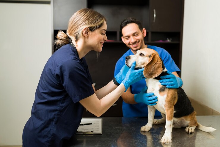 female vet smiling petting beautiful beagle dog exam table