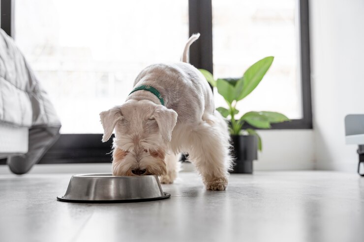 cute dog eating home