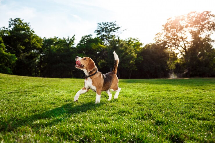funny happy beagle dog walking playing park