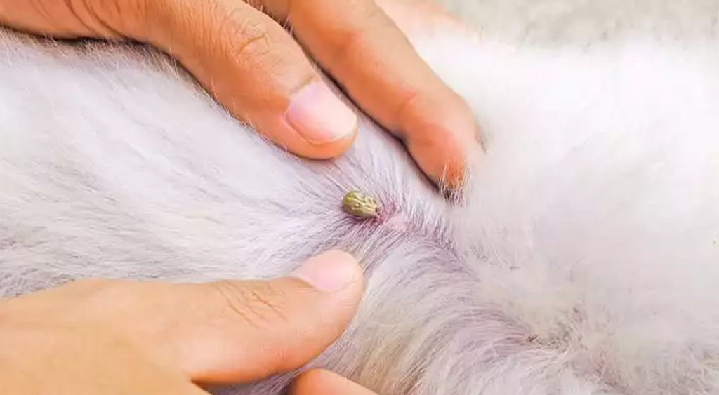 Dog with Fleas & ticks