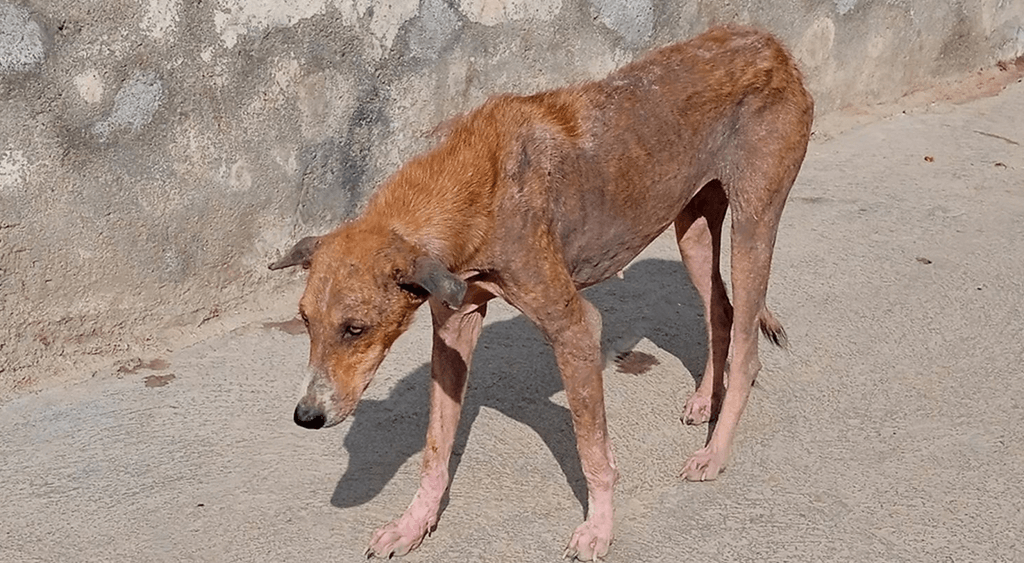 Dog Suffering from Alopecia