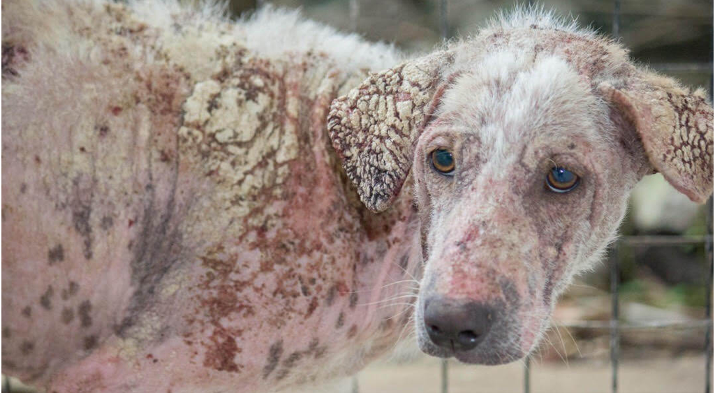 Dog with Mange