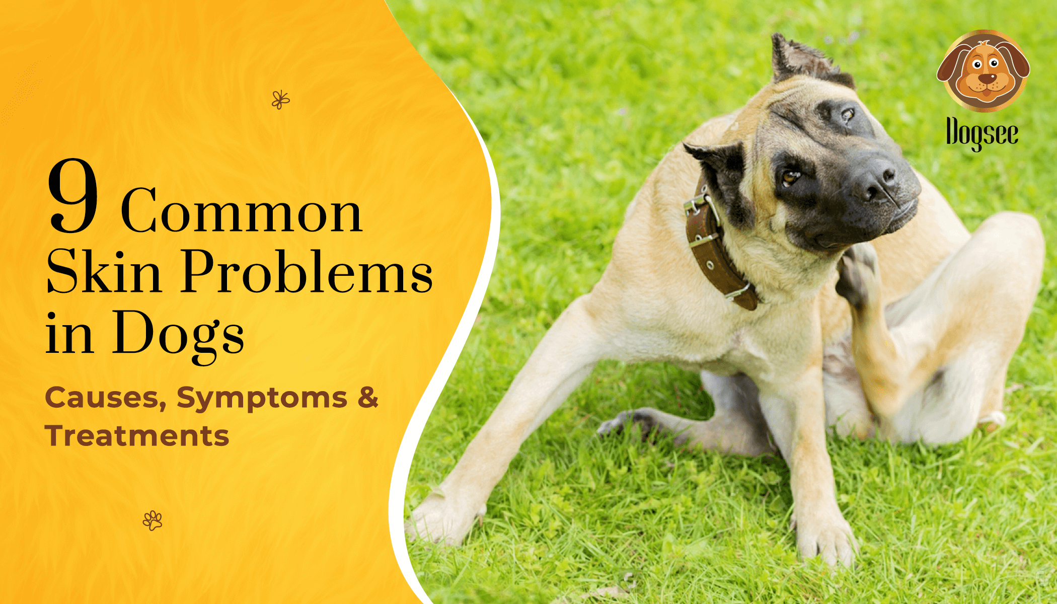 Common Skin Problems in Dogs