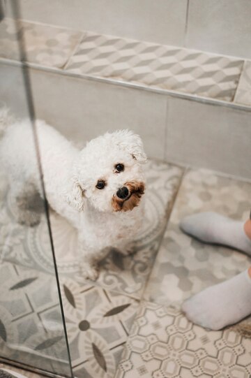 lovely toy poodle bathroom