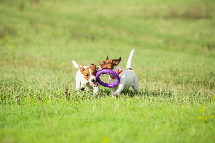 sportive dog performing during lure coursing competition