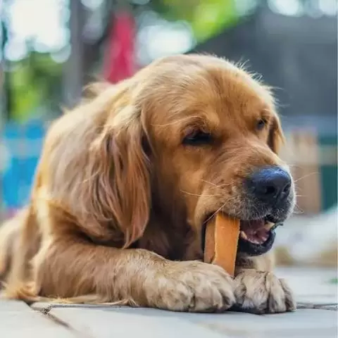 Dog Chewing the Hard Bars