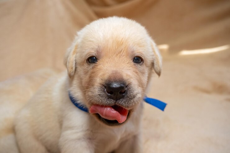 young labrador puppy dog