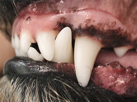 dental malocclusions in dogs