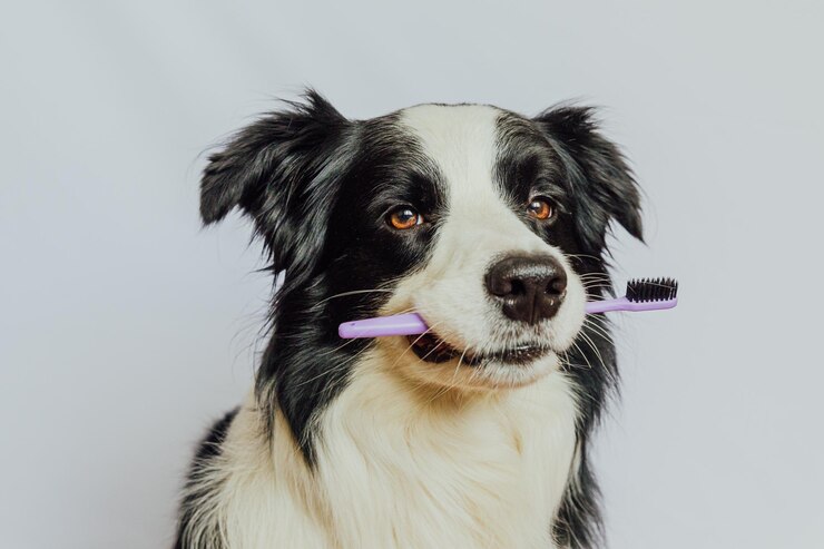 puppy dog holding toothbrush
