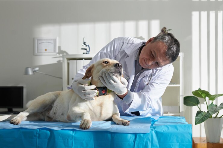 veterinarian checking teeth labrador dog
