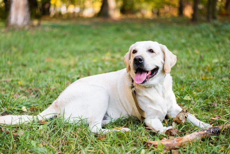 cute labrador sitting