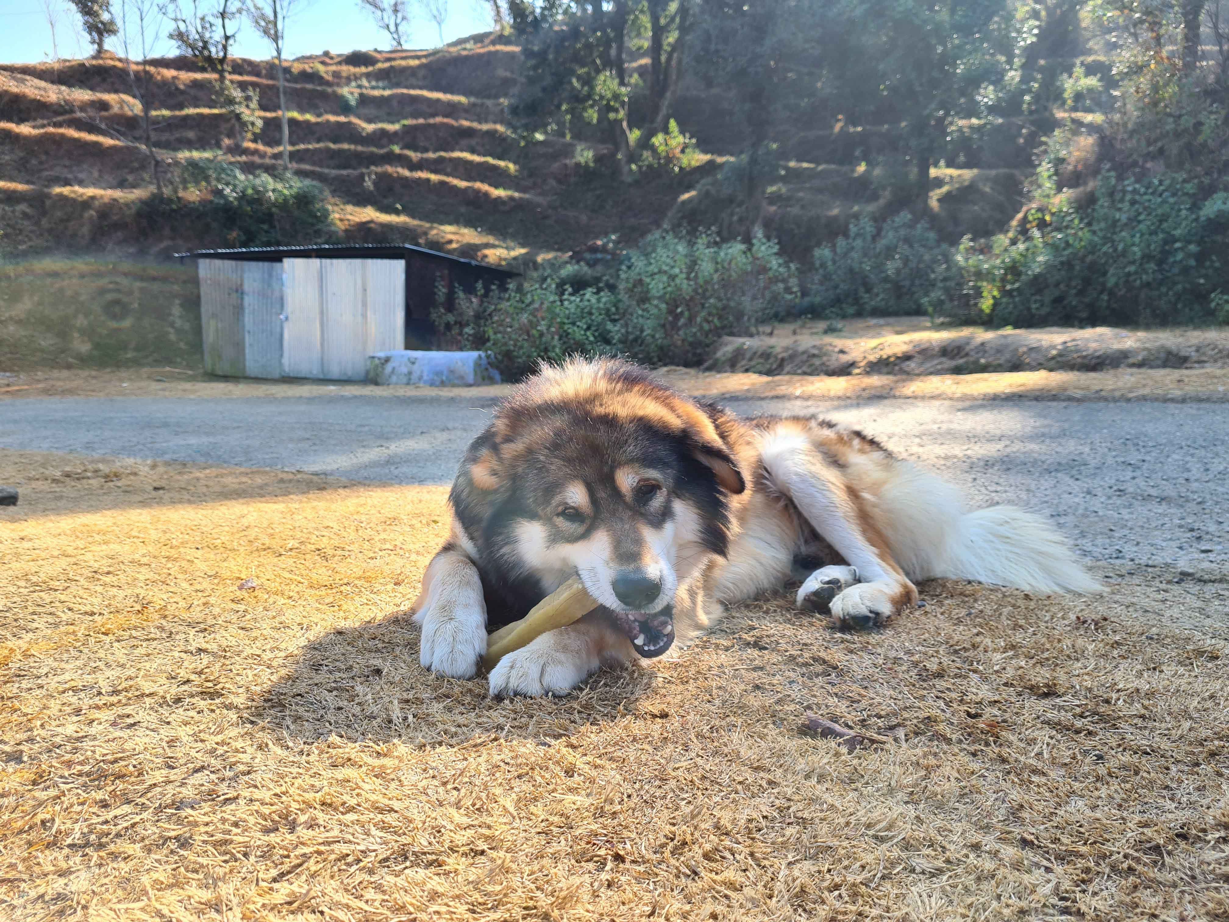 husky eating himalayan yak cheese chews
