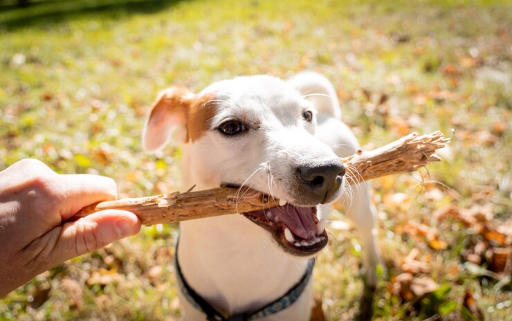 owner trains jack russell terrier dog park