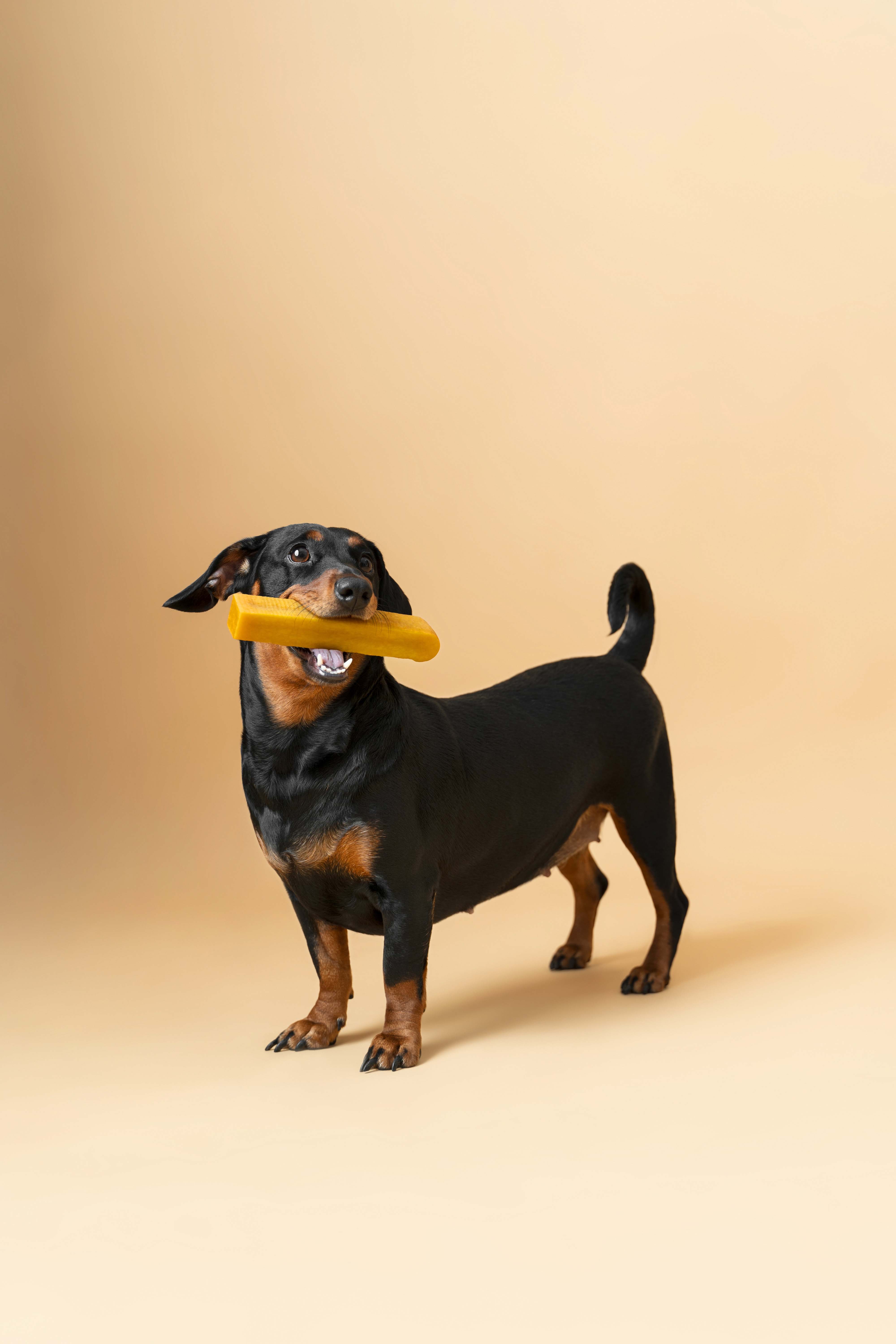 dog treat in mouth