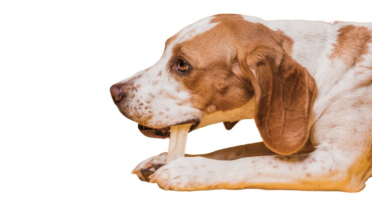 adorable pet dog