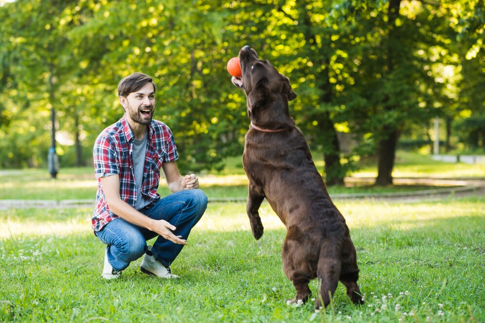 man looking his dog holding ball mouth