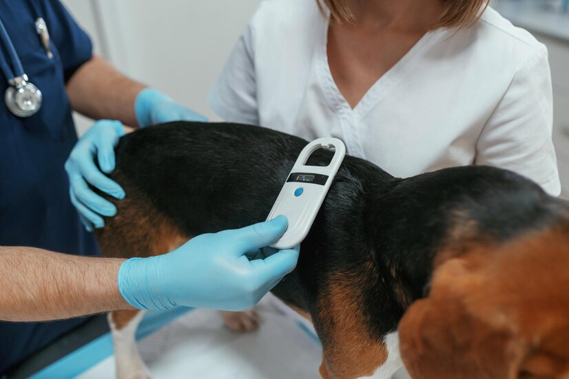veterinarians working with beagle dog clinic