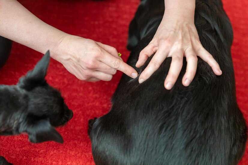 cropped image woman with dogs
