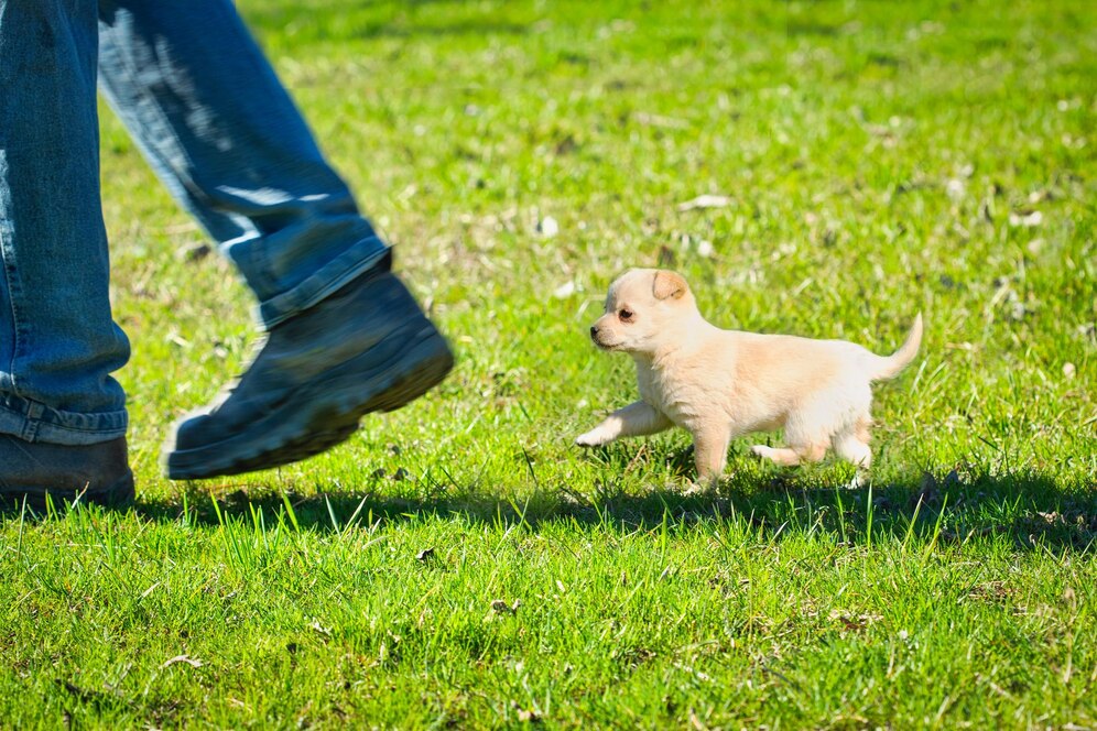 small puppy follows owners feet green grass