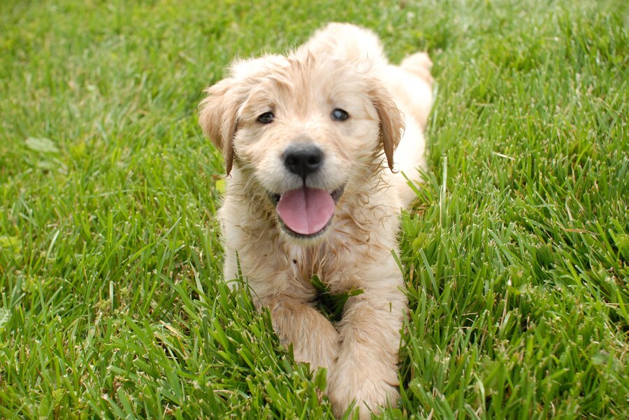 golden retriever puppy resting grass ground