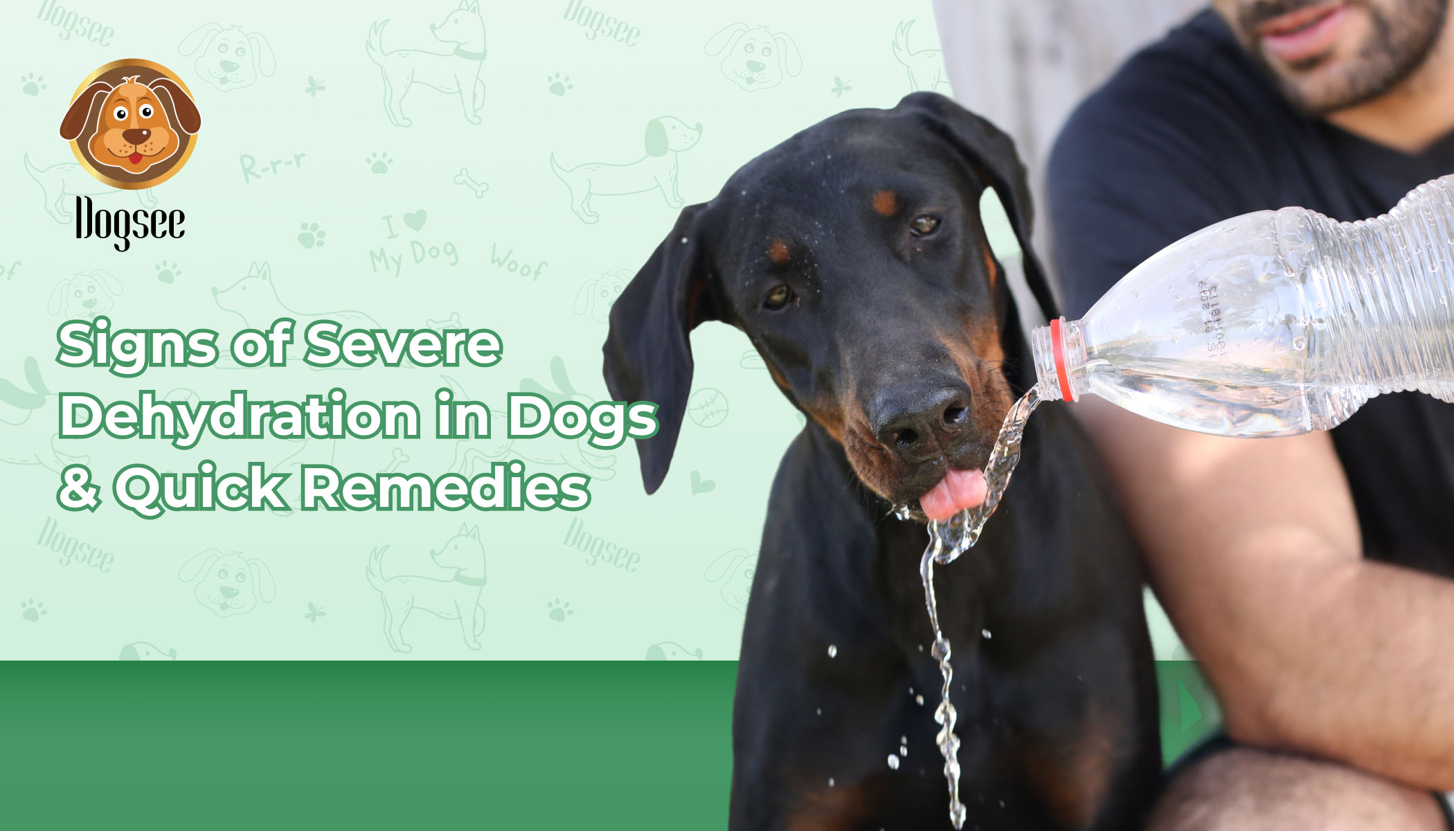 dehydration in dogs