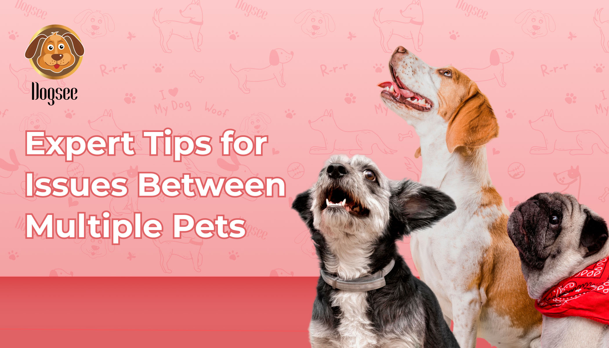 Expert Tips for Issues Between Multiple Pets