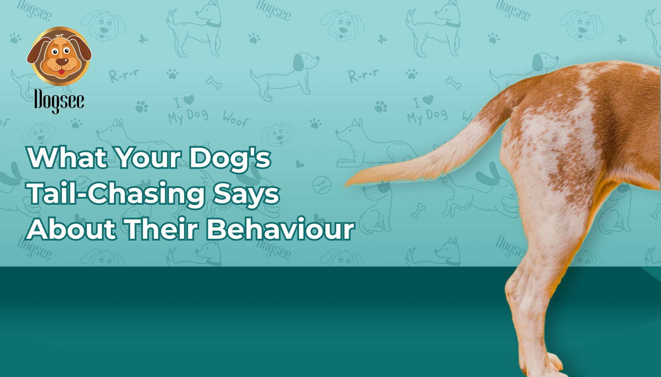 Dog's Tail-Chasing Says About Their Behaviour