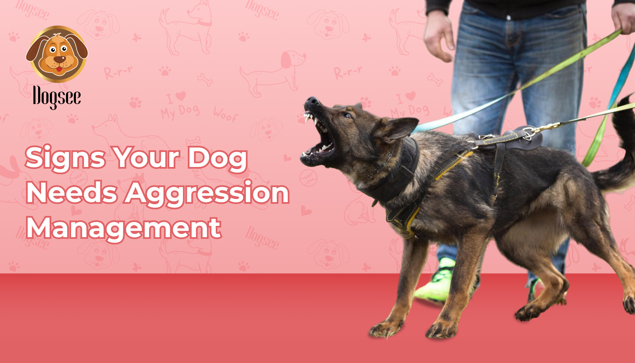 Signs Your Dog Needs Aggression Management