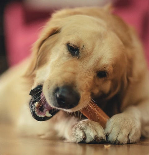 dog eating treat