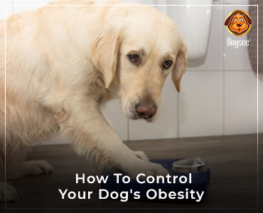 How To Control Your Dog’s Obesity