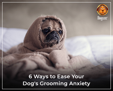 Treats to ease your dog's grooming anxiety
