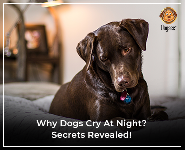 Why Dogs Cry At Night? Secrets Revealed!