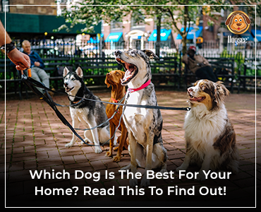 which dog is best for home