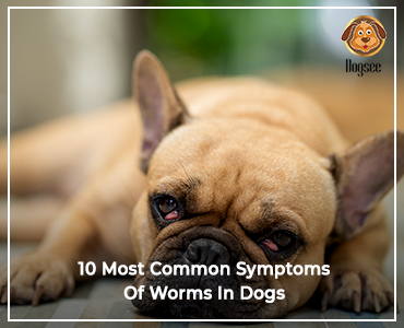 10 Most Common Symptoms Of Worms In Dogs