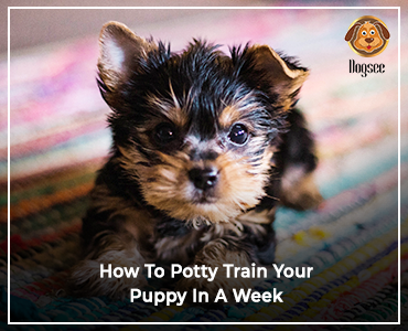 How To Potty Train Your Puppy In A Week