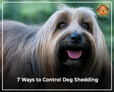 how to stop dog hair fall