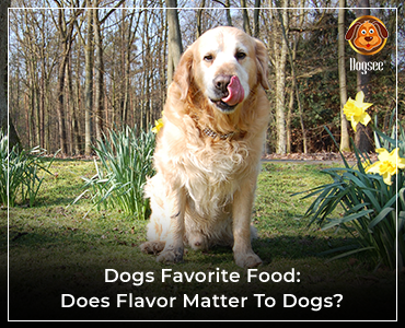 what flavor do dogs prefer