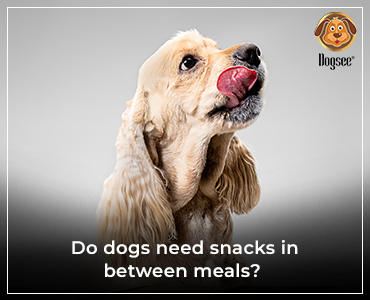 Do Dogs Need Snacks in Between Meals?