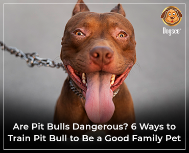 6 Ways to Train Pit Bull to Be a Good Family Pet