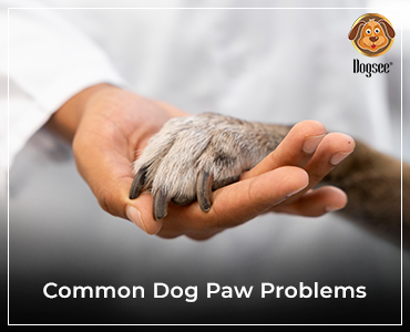 dog paw infection