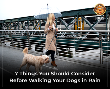 walking you dog in rain