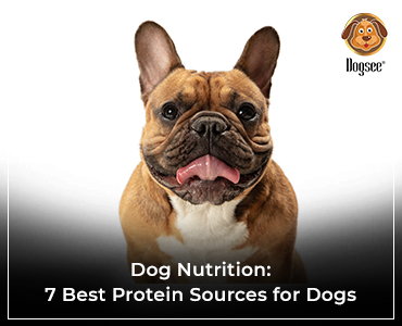 what is the best source of protein for a dog