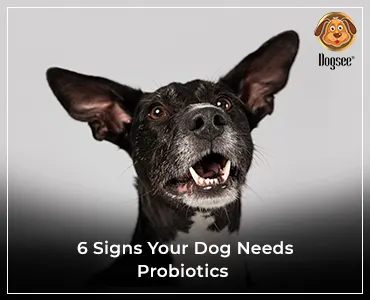 Dog Needs Probiotics and Enzymes