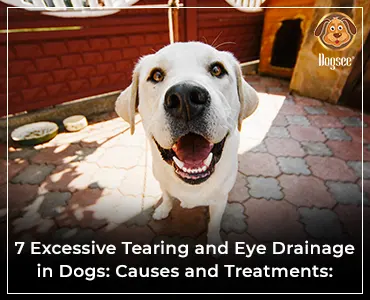 Excessive Tearing and Eye Drainage in Dogs? | Dogsee