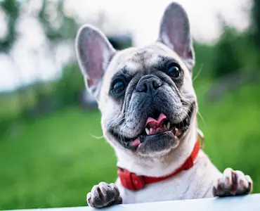 Benefits of oatmeal shampoo for dogs online