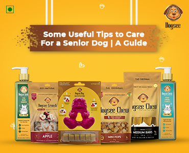 Useful Tips to Care For Senior Dog