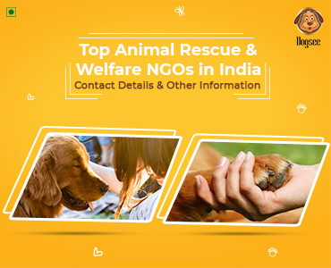 Top Rescue & Welfare NGOs India | Contact Details & Other Information | Dogsee